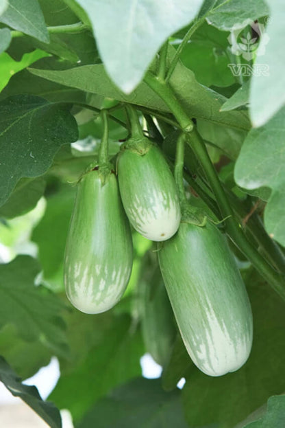 Brinjal/Baigan Green F1 Hybrid Seeds (बैगन के बीज )