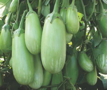 Brinjal/Baigan Green F1 Hybrid Seeds (बैगन के बीज )