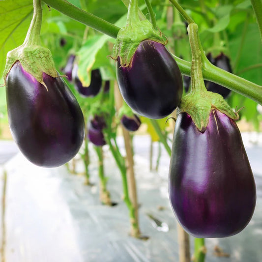 Brinjal Dark violet oblong F1 Seeds