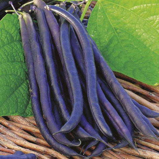 Purple beans