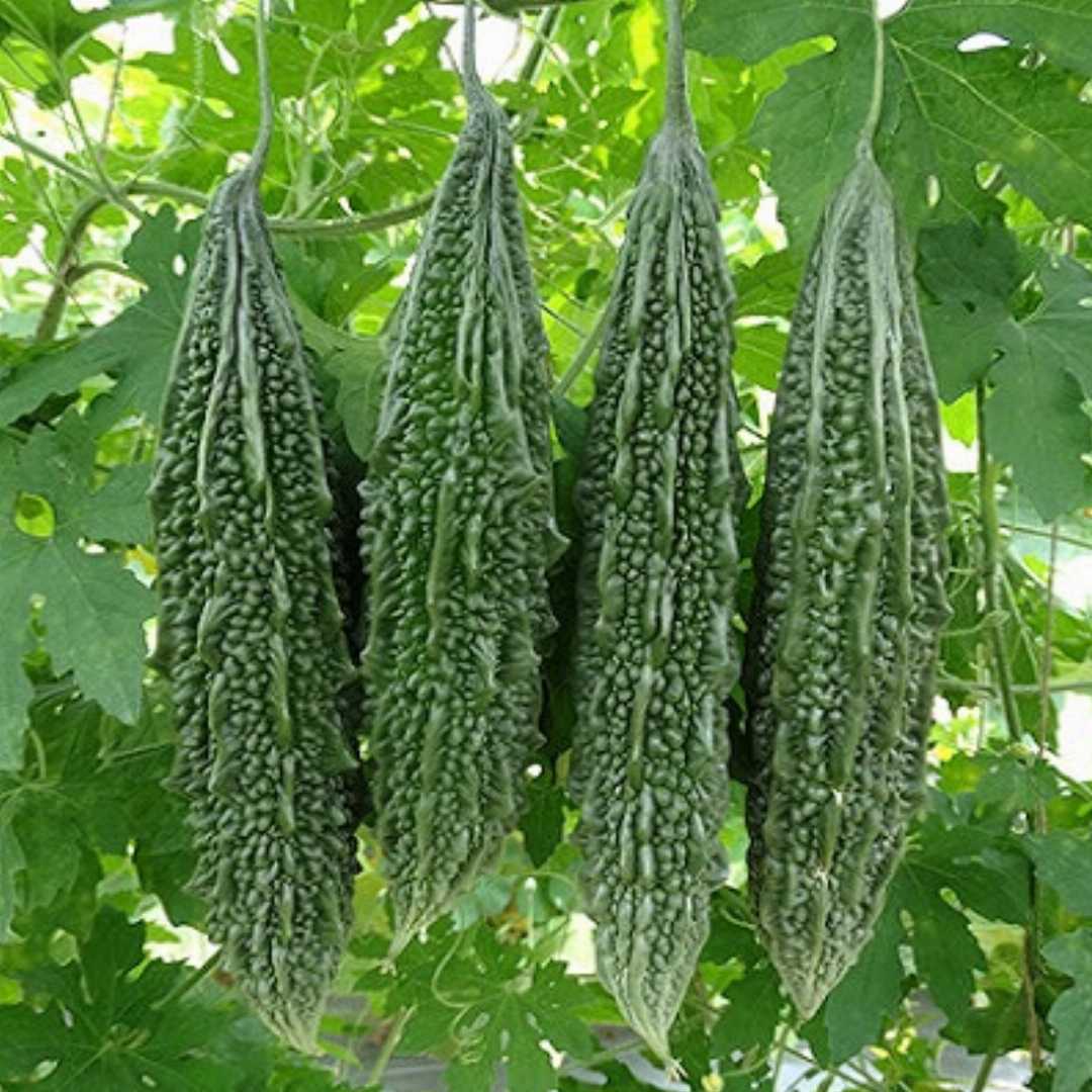 Bitter Gourd Seeds