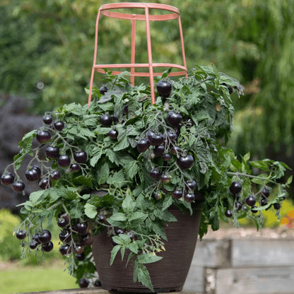 Tomato Black F1 Determinate Seeds