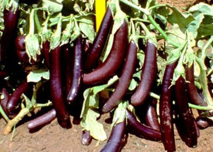 Brinjal red Purple glossy skin long Seeds (बैगन के बीज) (resistance to bacterial wilt)