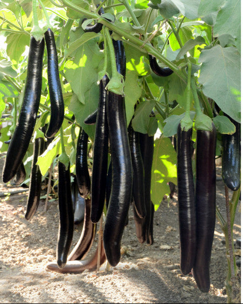 Brinjal/ Baigan Aubergine Extra Long Seeds( बैगन के बीज )