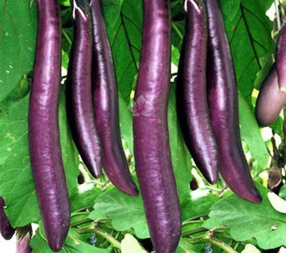 Brinjal red Purple glossy skin long Seeds (बैगन के बीज) (resistance to bacterial wilt)