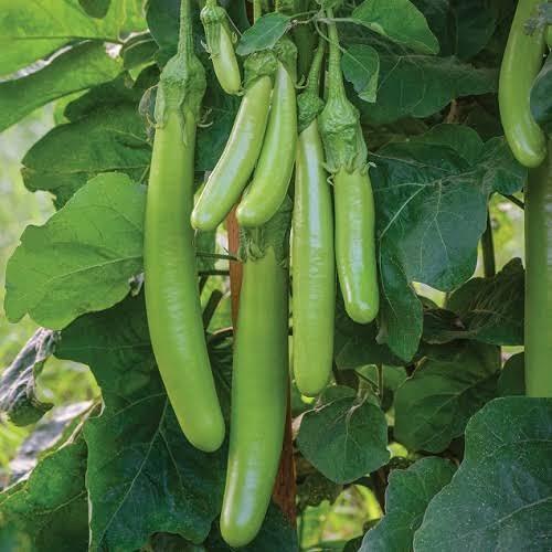 Brinjal Green long desi/open pollinated Seeds(बैगन के बीज)