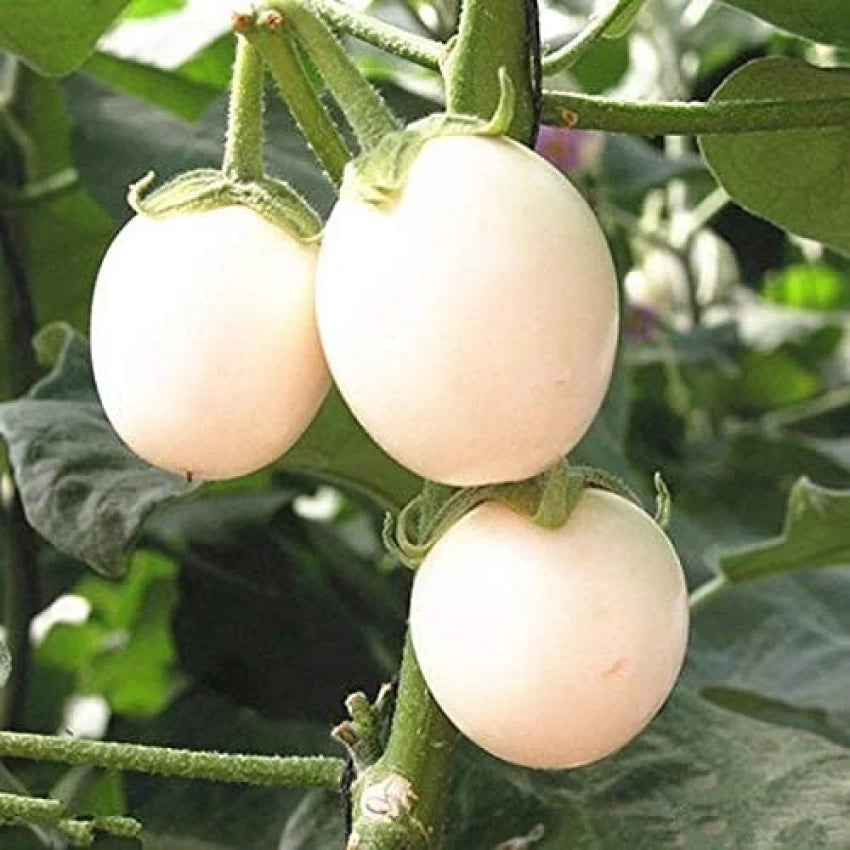 Brinjal/बैगन round white desi/OP Seeds