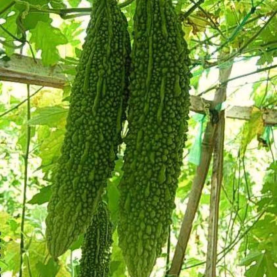 Bitter Gourd / Karela / करेला  Desi (Open Pollinated) seeds