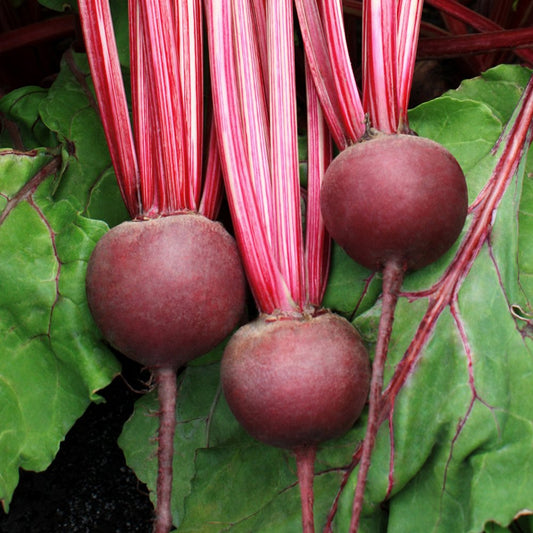 Beet Root Seeds Desi/Open pollinated