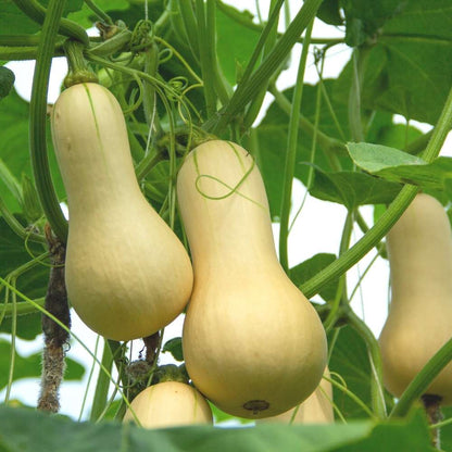 BUTTERNUT  F1 Hybrid CALIFORNIA Squash Imported Seeds