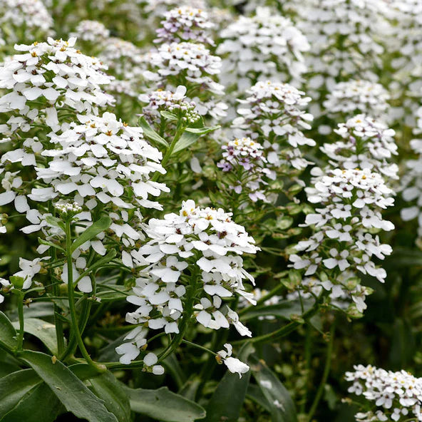 Candytuft Mix F1 hybrid Seeds