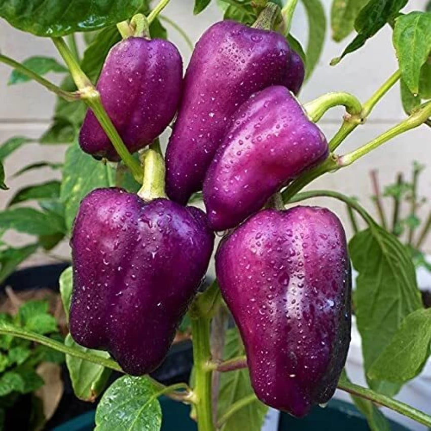 Capsicum/Shimla mirch/शिमला मिर्च  Purple/बैंगनी  Best Quality Hybrid F1 Seeds