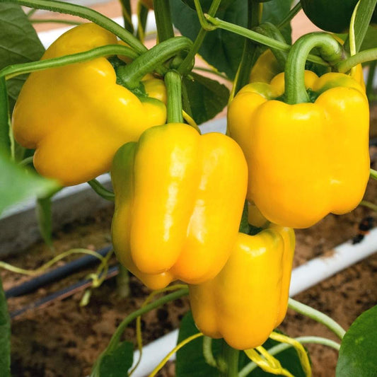 Capsicum/Shimla Mirch/शिमला मिर्च  yellow/पीला F1 Seeds