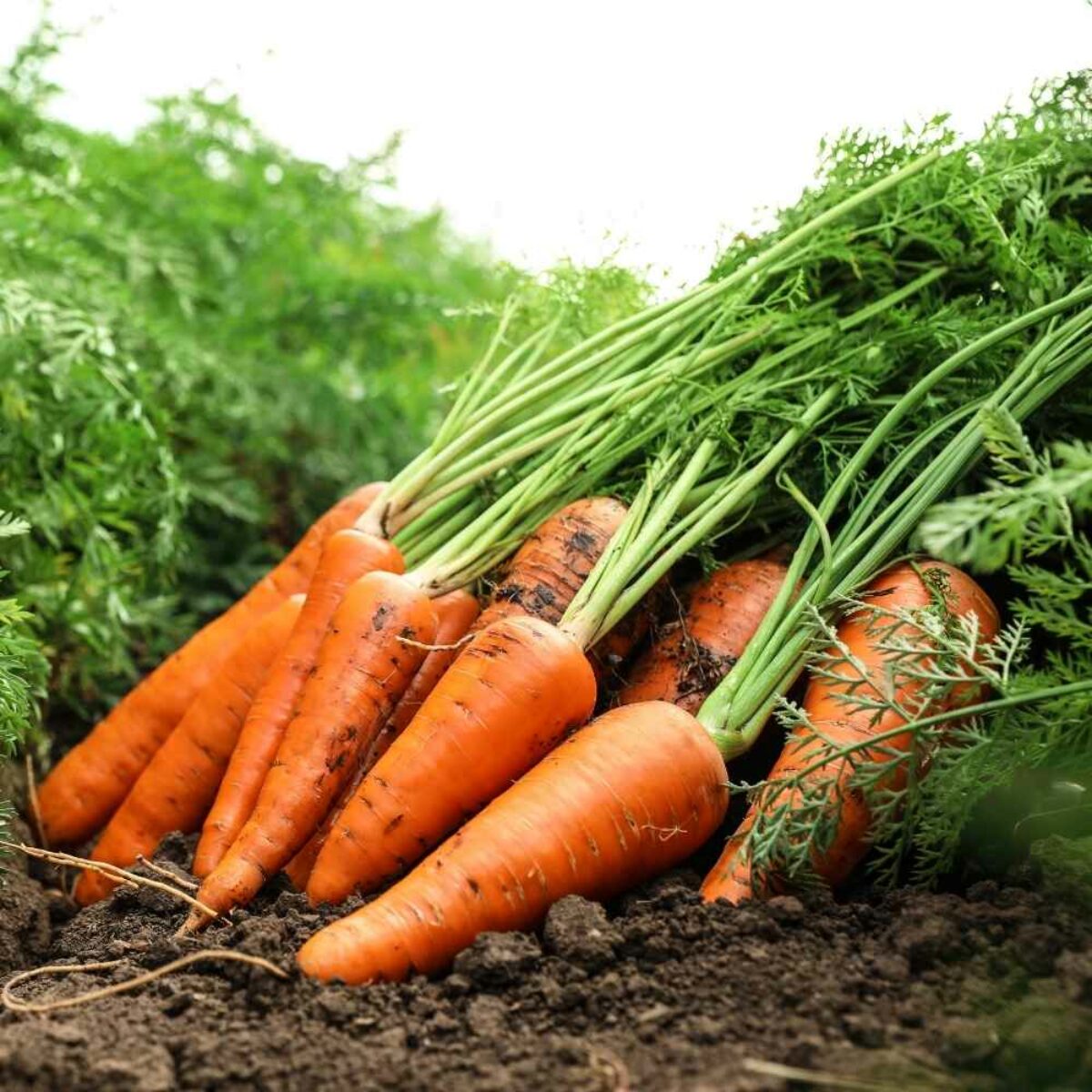 Carrots/गाजर Seeds