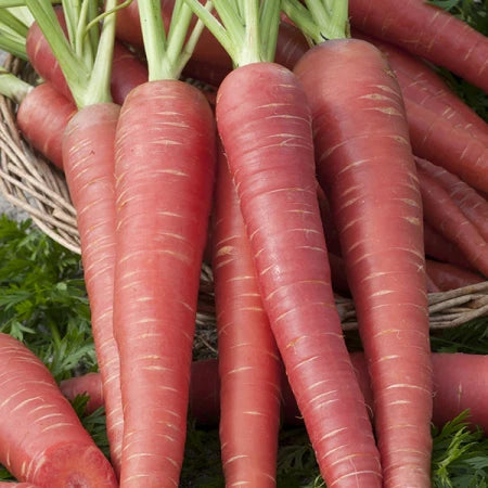 Carrot Red Long F1 Hybrid Quality Seeds(Gardening Centre)