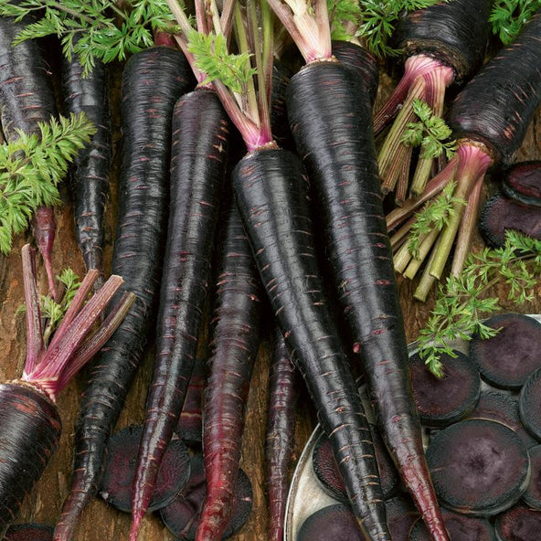 Black (Purple) Carrot long Seeds