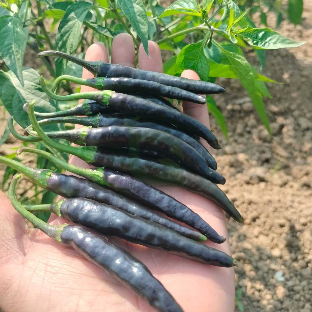 Chili Black Long F1 Hy seeds/ काली लंबी मिर्ची