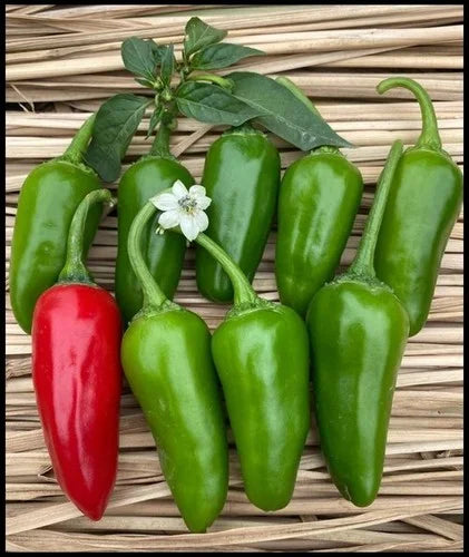 Chelli Merchii Chilli/Mirchi Varieties â GardeningCentre