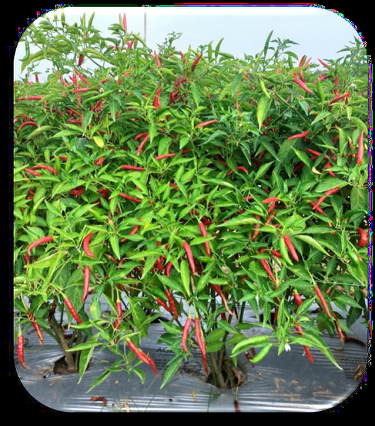 Chili Gagan F1 Medium seeds(मिर्ची के बीज)