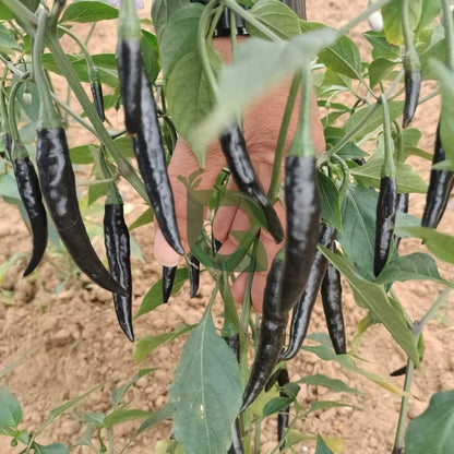 Chili Black Long F1 Hy seeds/ काली लंबी मिर्ची