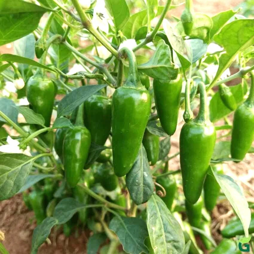 Bullet Chili/Mirchi Seeds