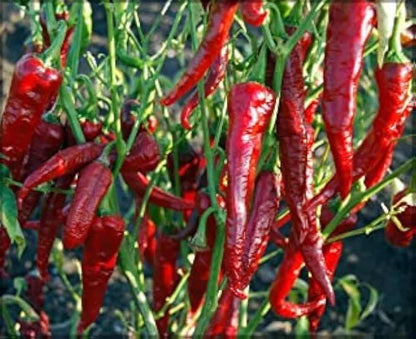 Chilli Kashmiri seeds (कश्मीरी मिर्ची के बीज )