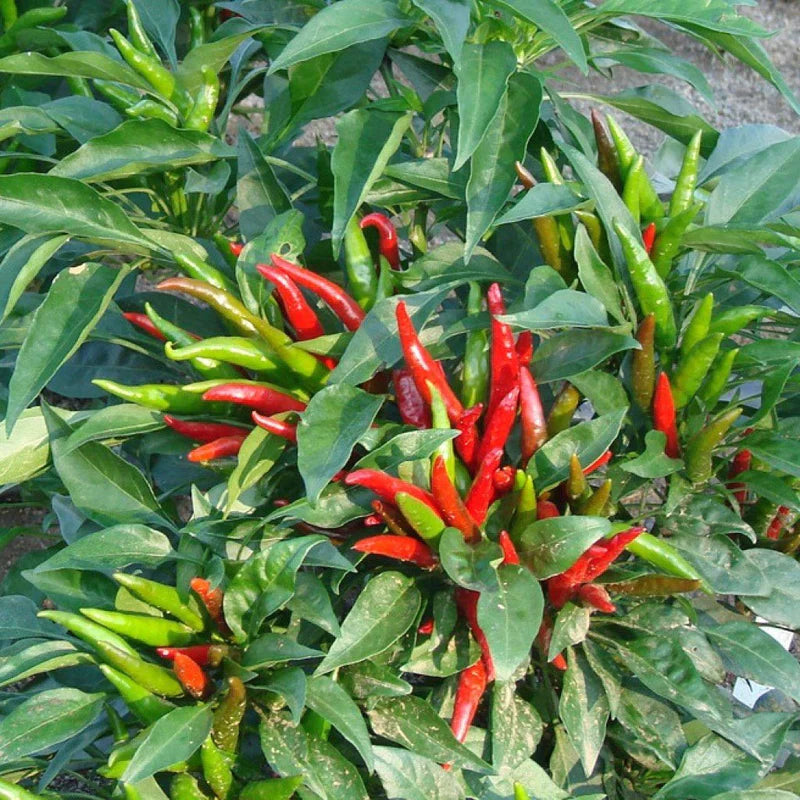 Chilli Sadabahar Pusa Seeds