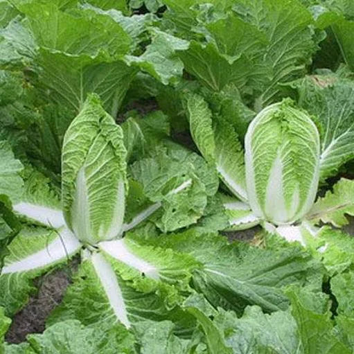 Chinese Cabbage F1 Hybrid (Gardening Centre)