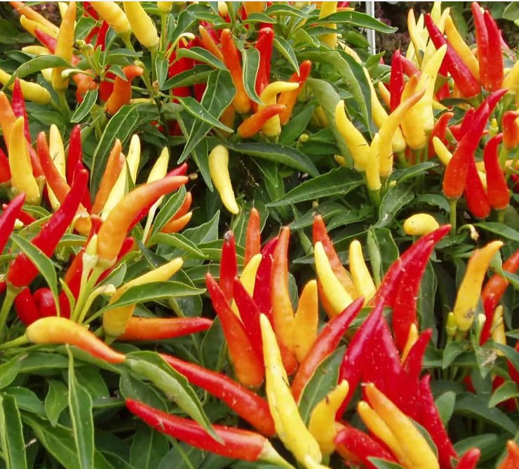 Ornamental Chilly (Capsicum) Choice Pointed Mix