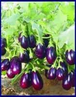 Baigan/बैगन (Chu Chu) F1 Hybrid Seeds