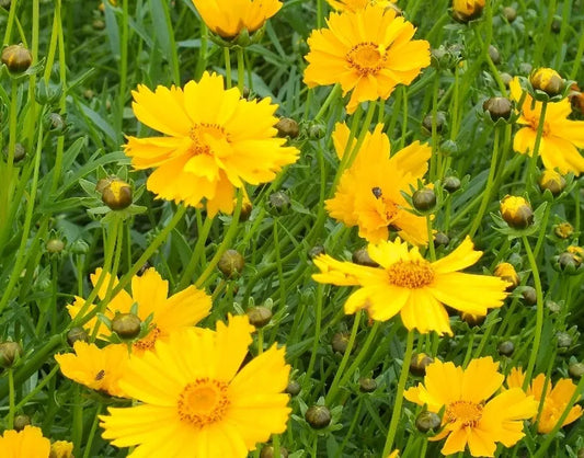 Coreopsis Dwarf Mayfield seeds