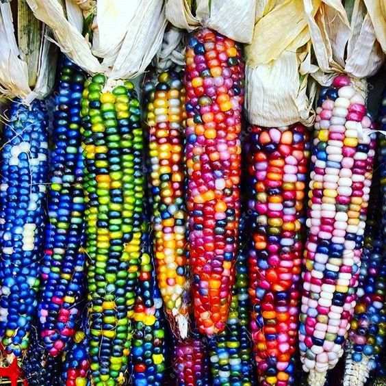 Ornamental Multi Color Corn OP Mix – GardeningCentre
