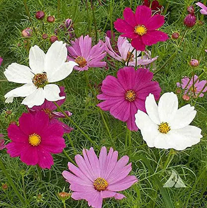 Cosmos seeds