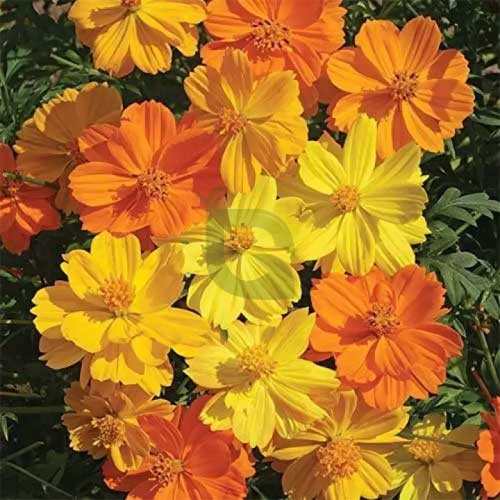 Cosmos Bright Light Seeds