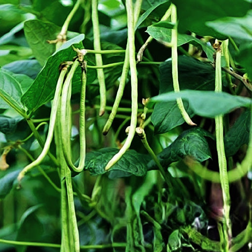 Cowpea Seeds लोबिया