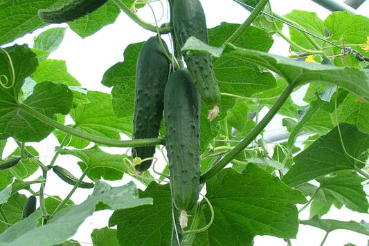 Cucumber/ Kheera/ खीरा Desi (Open Pollinated) Seeds