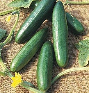 Cucumber/Kheera American Dark glossy Green (खीरा के बीज)