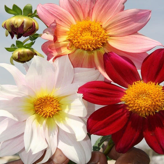 Dahlia Top Star Mixed Seeds