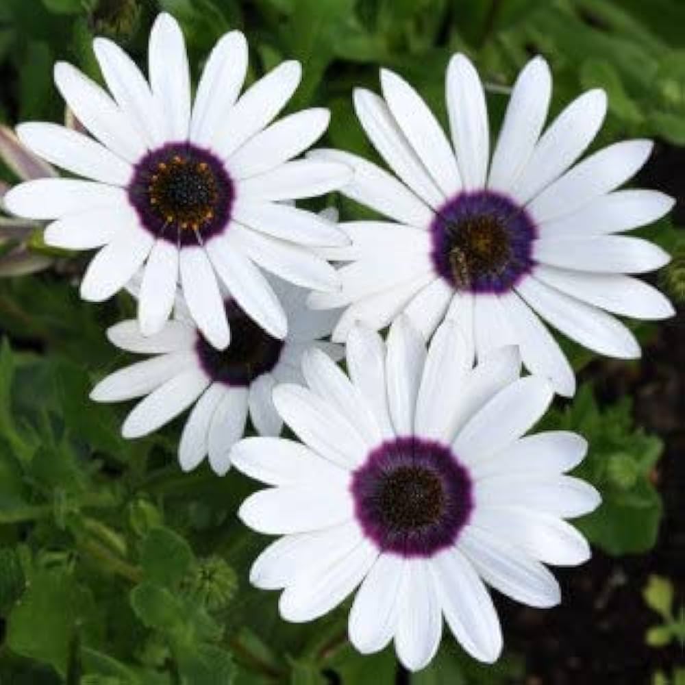 Dimorphotheca White Color Flower F1 Seeds
