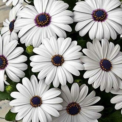 Dimorphotheca White Color Flower F1 Seeds