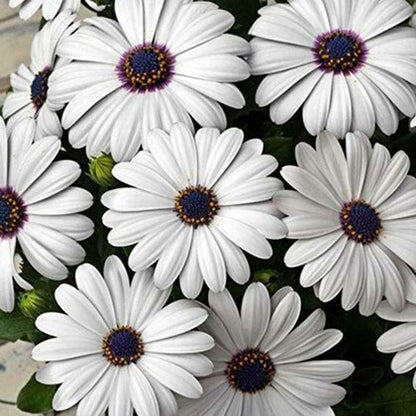 Dimorphotheca White Color Flower F1 Seeds