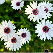 Dimorphotheca White Color Flower F1 Seeds