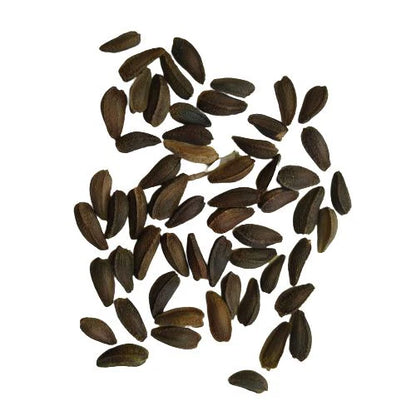 Dimorphotheca White Color Flower F1 Seeds