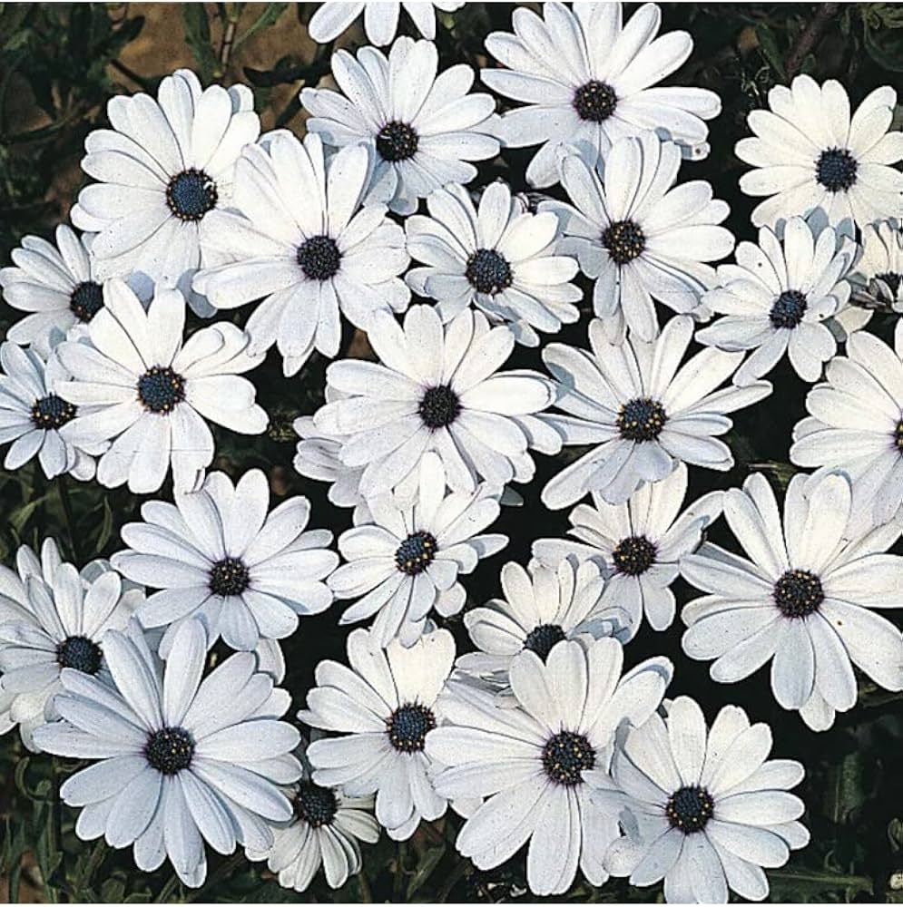 Dimorphotheca Seeds Collection Dimorphotheca White Color Flower F1 Seeds – GardeningCentre