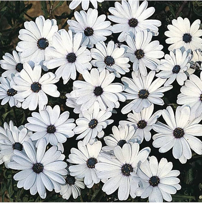 Dimorphotheca White Color Flower F1 Seeds