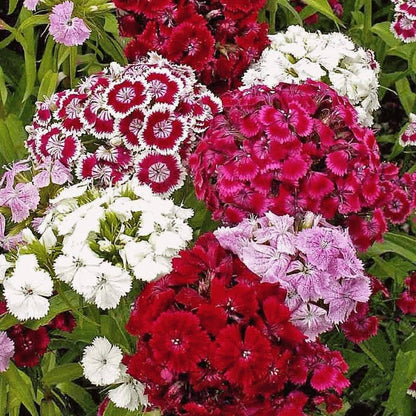 Sweet William Dianthus Mix F1 Seeds