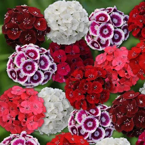 Sweet William Dianthus Mix F1 Seeds