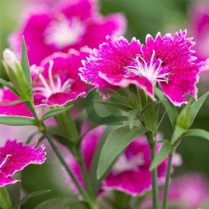 Sweet William Dianthus Mix F1 Seeds