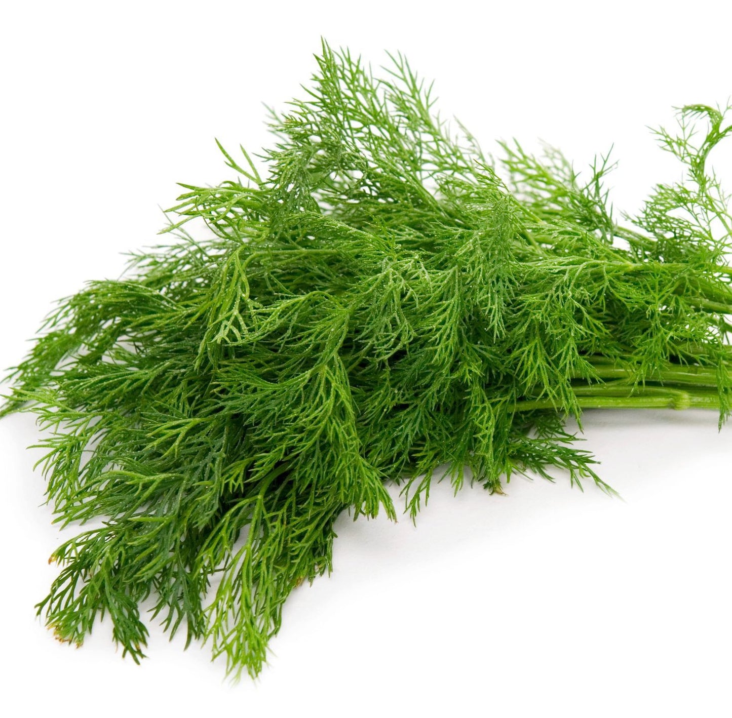 Suva Dill Herb seeds