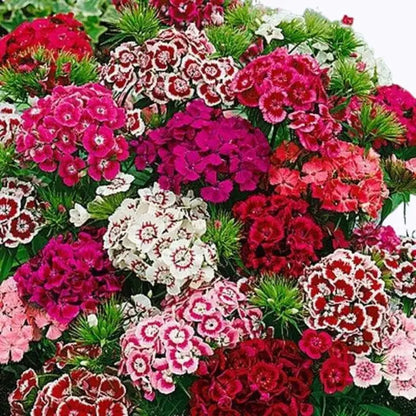 Sweet William Dianthus Mix F1 Seeds